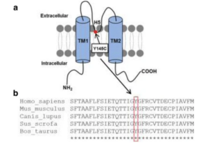 KCNJ2 sequence variant